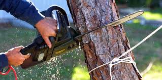 Best Arborist Consultation Services  in Union, MO