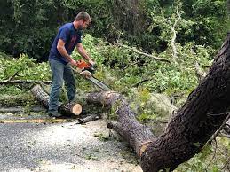 Best Tree Mulching  in Union, MO