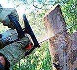 How Our Tree Care Process Works  in  Union, MO