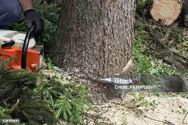 Union, MO Tree Care Company