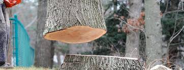 Best Tree Disease Treatment  in Union, MO
