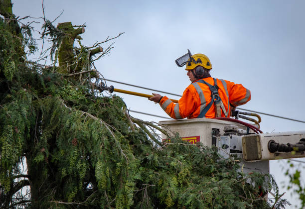 Best Tree Risk Assessment  in Union, MO
